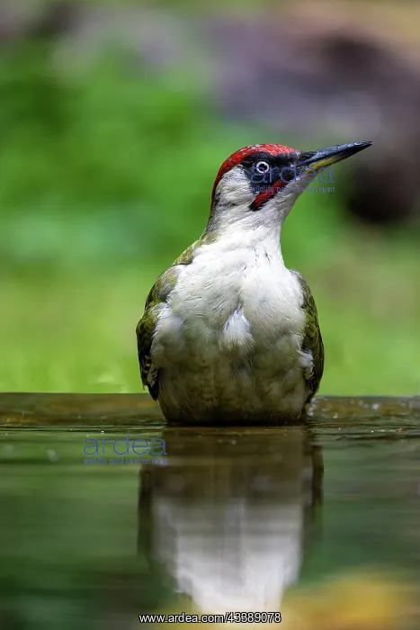: GREENWOODPECKER : GREENWOODPECKER