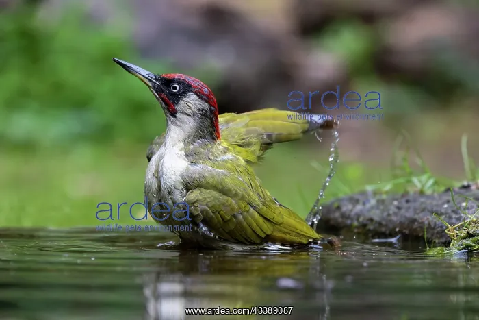 : GREENWOODPECKER : GREENWOODPECKER