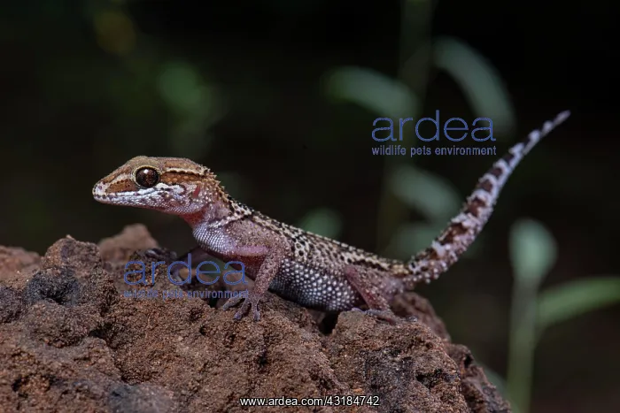 : Greeting head gecko (Paroedura stumpfii) in the : Greeting head gecko (Paroedura stumpfii) in the