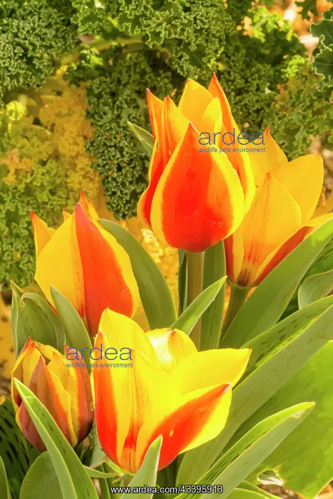 : Greig Tulip (Tulipa greigii) Cape Cod Breeder: Turc (FRA) : Greig Tulip (Tulipa greigii) Cape Cod Breeder: Turc (FRA)