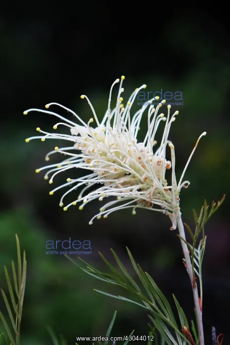 : Grevillea, Grevillea Moonlight : Grevillea, Grevillea Moonlight