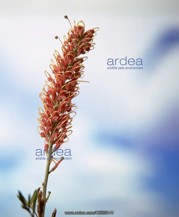 : Grevillea. Grevillea : Grevillea. Grevillea