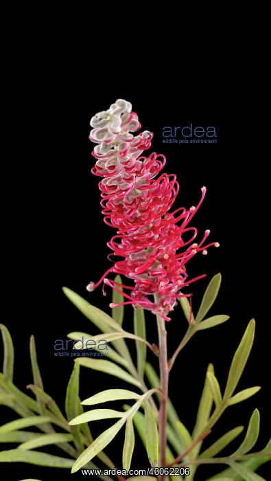 : Grevillea. Grevillea : Grevillea. Grevillea