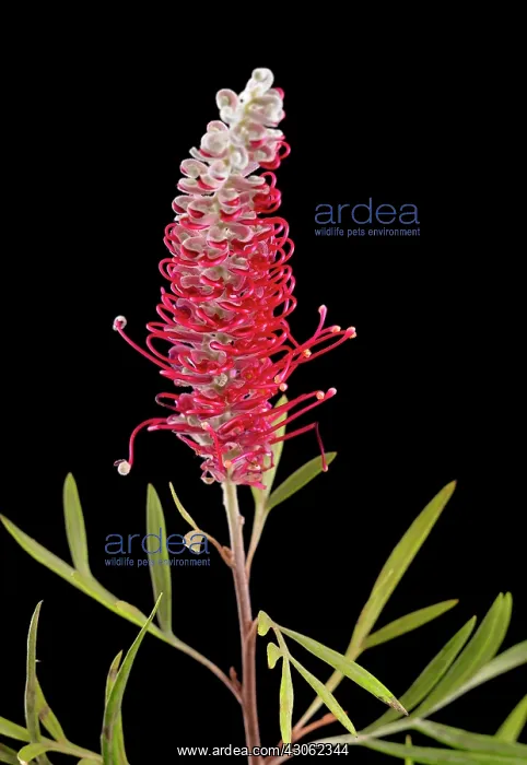 : Grevillea. Grevillea : Grevillea. Grevillea