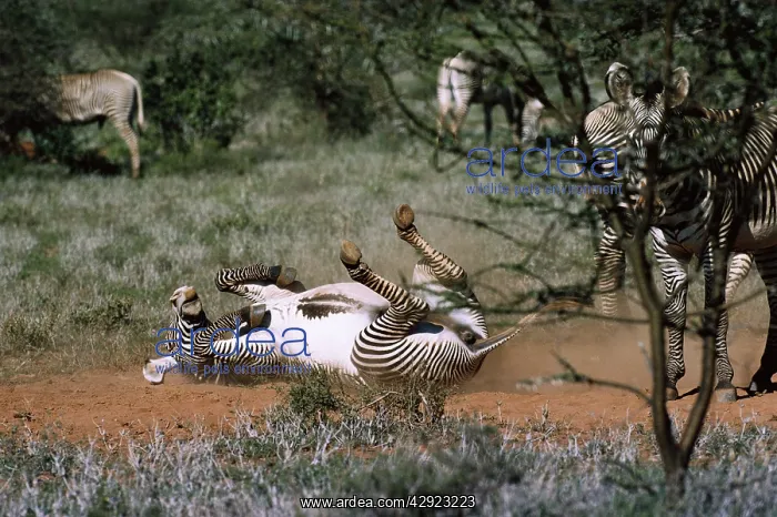 : GrevyIs ZEBRA - rolling in dirt / dust bathing : GrevyIs ZEBRA - rolling in dirt / dust bathing