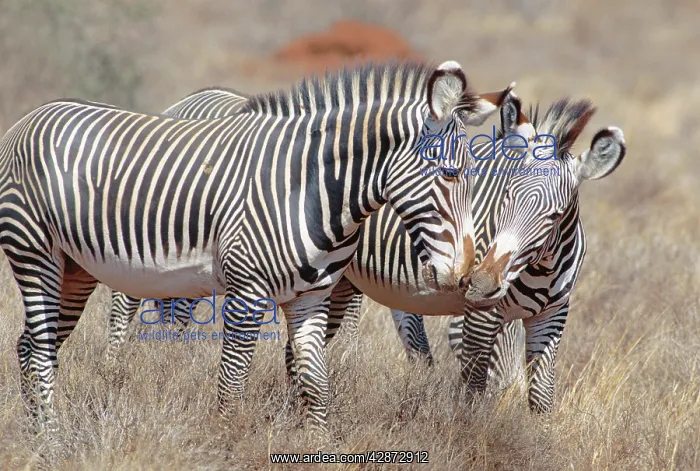  : GrevyIs Zebra - small group with pair nuzzling