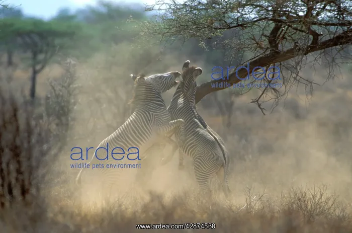  : GrevyIs Zebra - stallions fighting