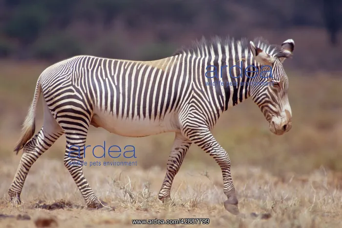  : GrevyIs Zebra - walking