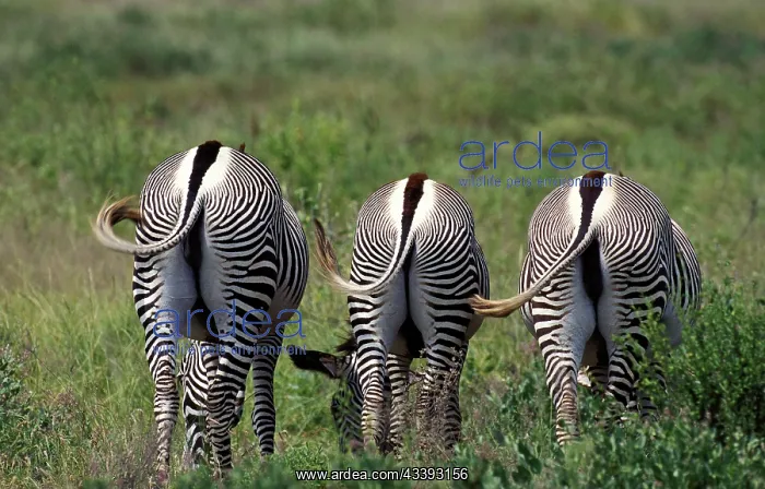 : Grevy's grevy's zebra (equus grevyi), group graz : Grevy's grevy's zebra (equus grevyi), group graz