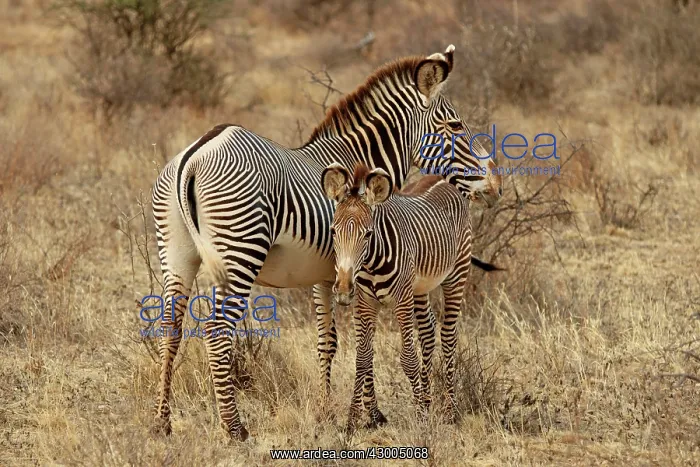 : Grevy's Imperial Zebra mother with young : Grevy's Imperial Zebra mother with young