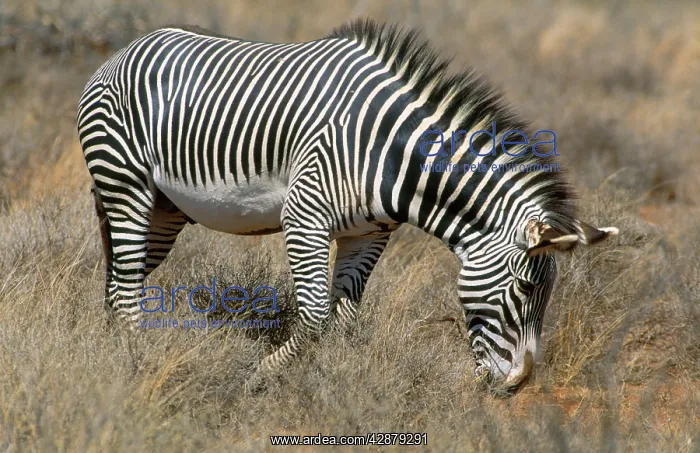  : Grevy's Zebra