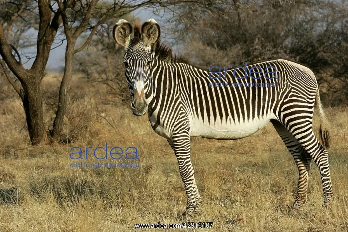 : Grevy's Zebra : Grevy's Zebra