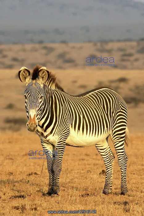 : Grevy's Zebra : Grevy's Zebra
