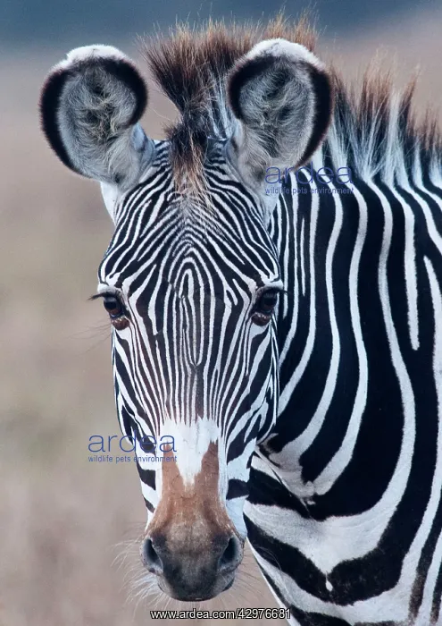 : Grevy's Zebra : Grevy's Zebra
