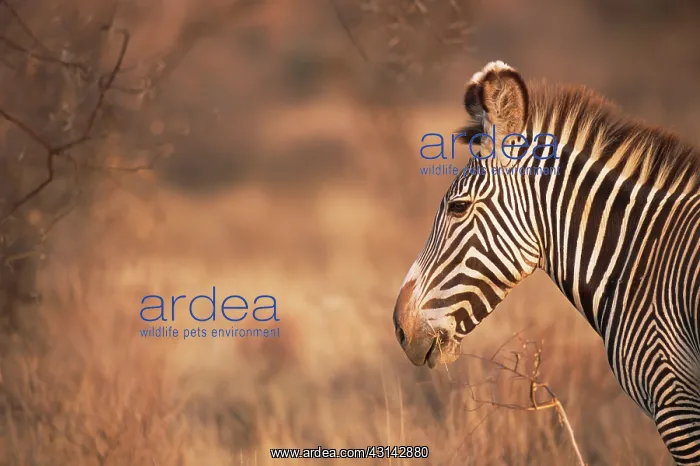 : Grevy's Zebra : Grevy's Zebra