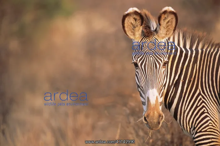 : Grevy's Zebra : Grevy's Zebra