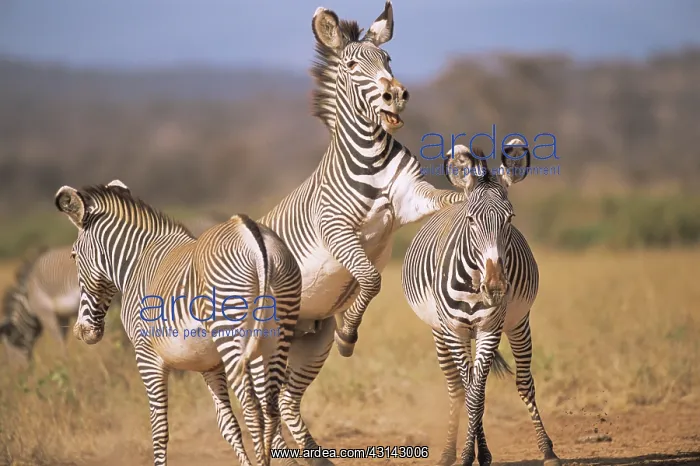 : Grevy's Zebra : Grevy's Zebra