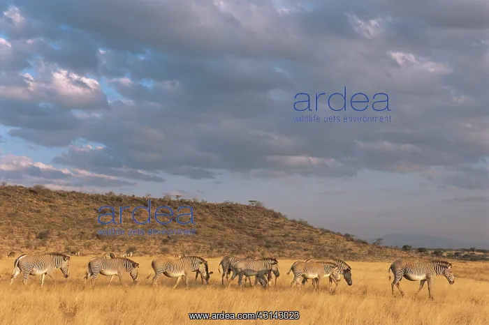 : Grevy's Zebra : Grevy's Zebra