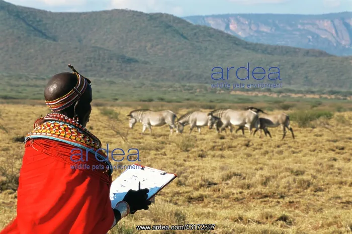 : Grevy's Zebra : Grevy's Zebra