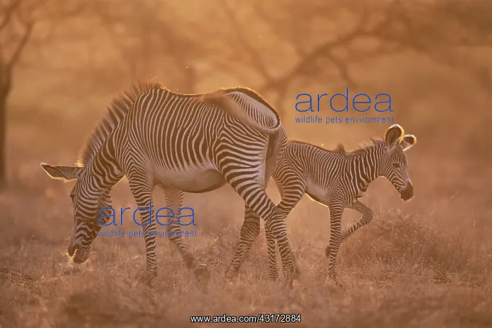 : Grevy's Zebra : Grevy's Zebra