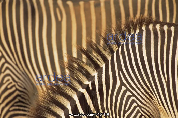 : Grevy's Zebra : Grevy's Zebra