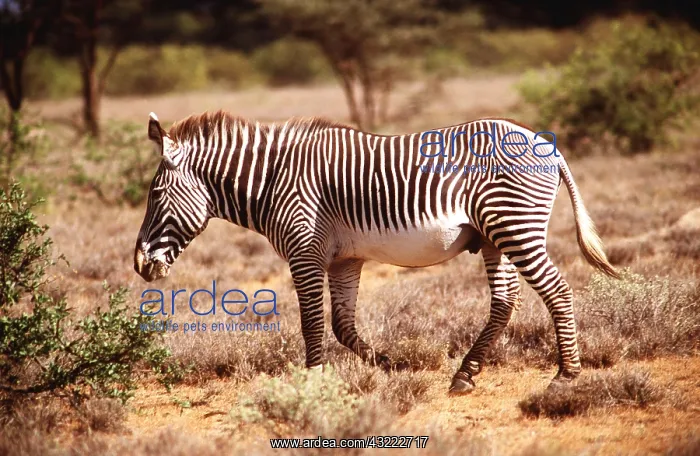 : GREVY'S ZEBRA : GREVY'S ZEBRA