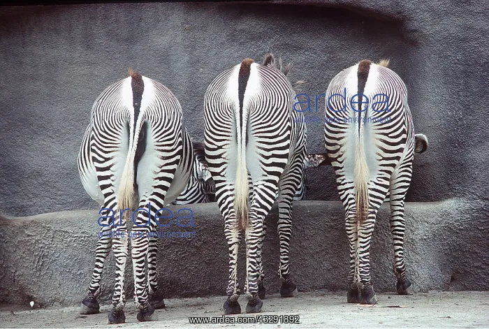  : GREVY'S ZEBRA - three