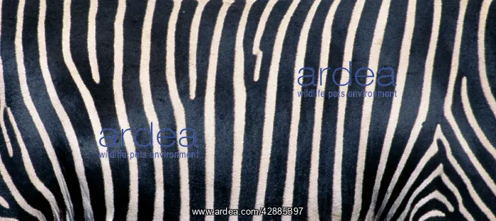  : Grevy's Zebra - Close up of stripes