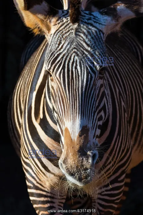 : Grevy's zebra (Equus grevyi) : Grevy's zebra (Equus grevyi)