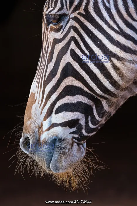 : Grevy's zebra (Equus grevyi) : Grevy's zebra (Equus grevyi)