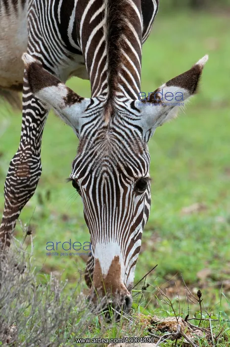 : Grevy's Zebra (Equus grevyi), Samburu National : Grevy's Zebra (Equus grevyi), Samburu National