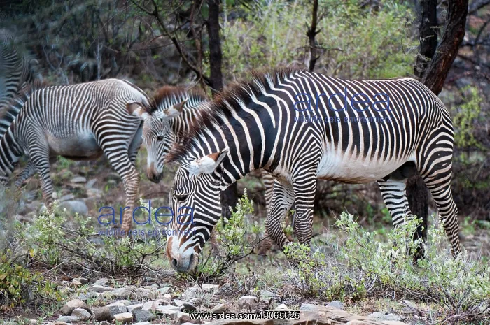 : Grevy's Zebra (Equus grevyi), Samburu National : Grevy's Zebra (Equus grevyi), Samburu National