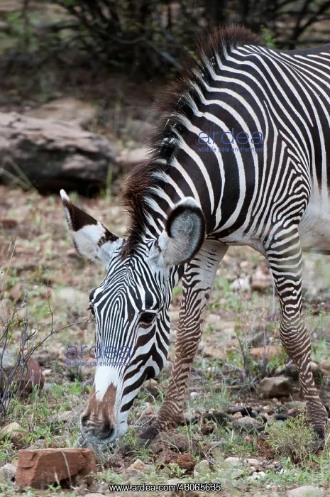 : Grevy's Zebra (Equus grevyi), Samburu National : Grevy's Zebra (Equus grevyi), Samburu National