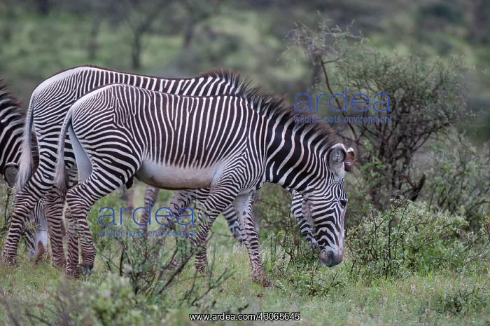 : Grevy's Zebra (Equus grevyi), Samburu National : Grevy's Zebra (Equus grevyi), Samburu National