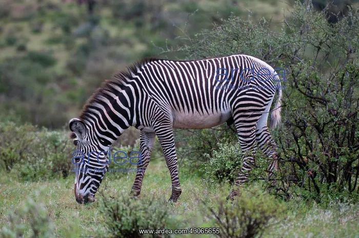 : Grevy's Zebra (Equus grevyi), Samburu National : Grevy's Zebra (Equus grevyi), Samburu National