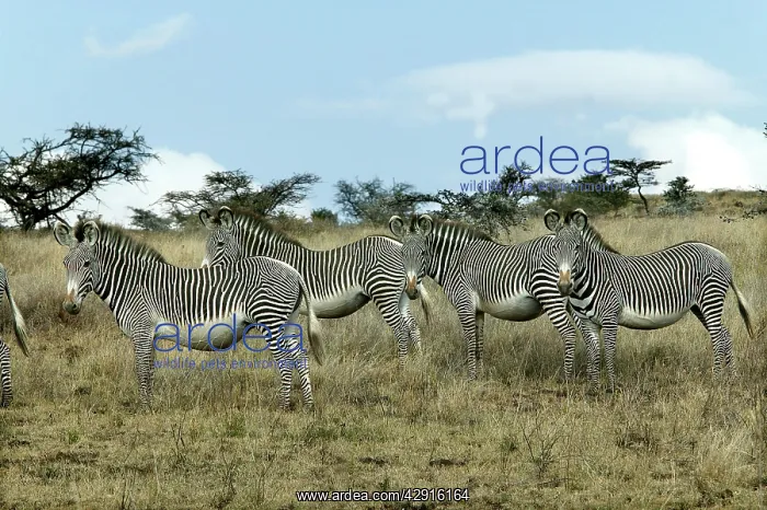 : Grevy's Zebra - group : Grevy's Zebra - group