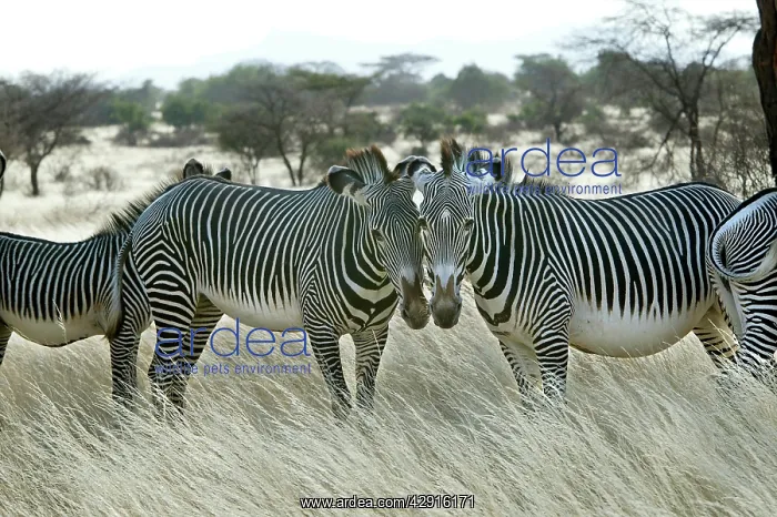: Grevy's Zebra - group : Grevy's Zebra - group