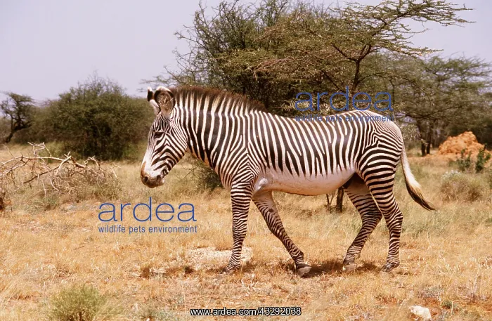 : GREVY'S ZEBRA - male : GREVY'S ZEBRA - male