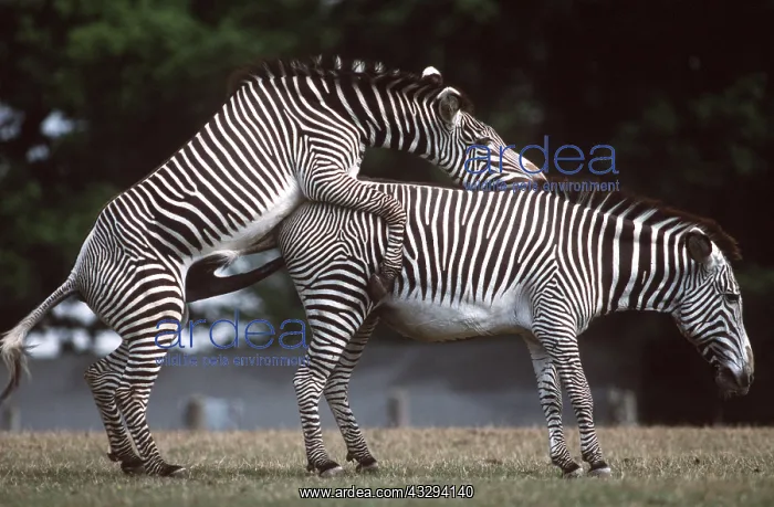  : GREVY'S ZEBRA - mating
