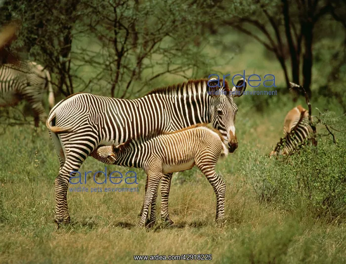 : GREVY'S ZEBRA - mother and foal : GREVY'S ZEBRA - mother and foal