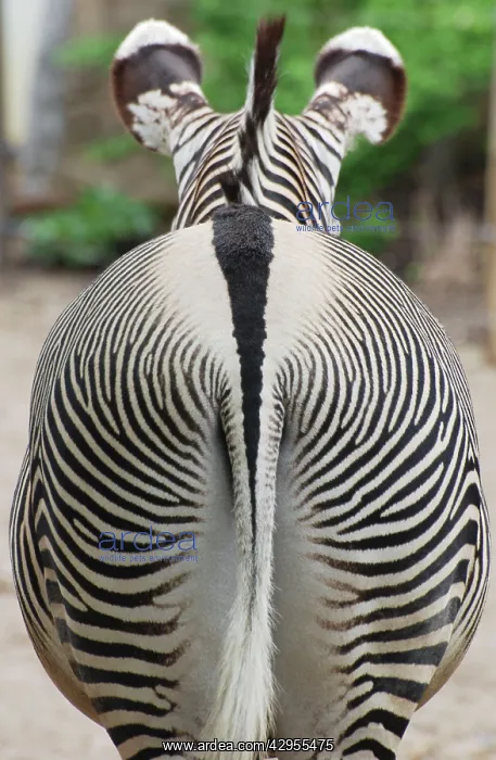 : Grevy's Zebra - rear end : Grevy's Zebra - rear end