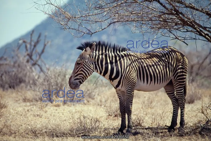 : Grevy's zebra - sheltering in shade of tree : Grevy's zebra - sheltering in shade of tree