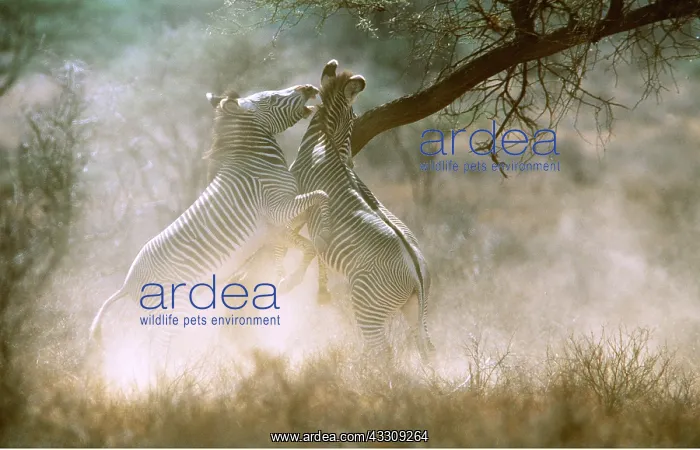  : GREVY'S ZEBRA - stallions fighting