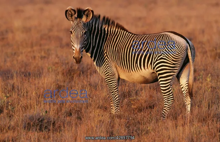 : GREVY'S ZEBRA - standing, side on : GREVY'S ZEBRA - standing, side on