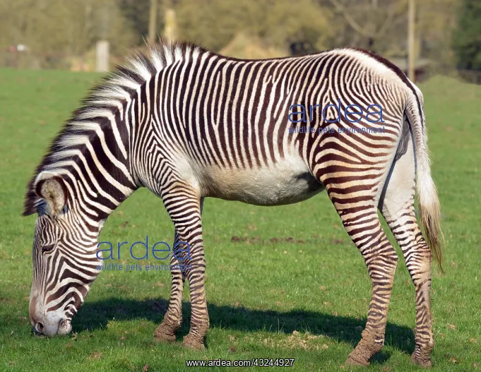 : Grevy's Zebra at Whipsnade Zoo, a classic zoo : Grevy's Zebra at Whipsnade Zoo, a classic zoo