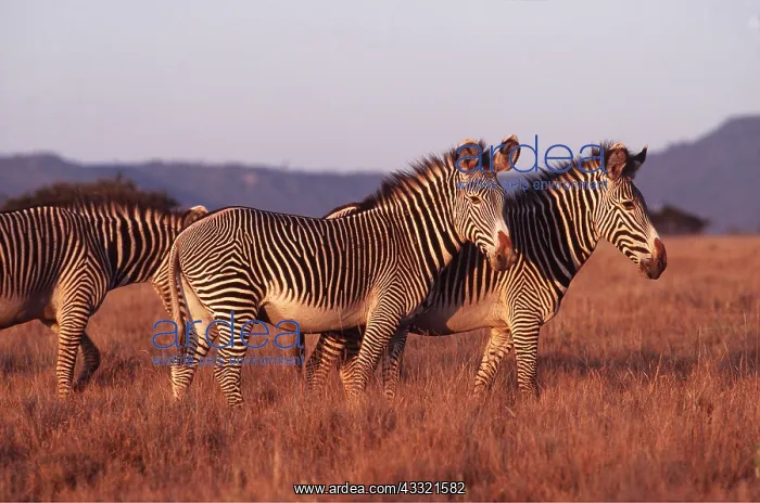 : GREVY'S ZEBRA - x three : GREVY'S ZEBRA - x three