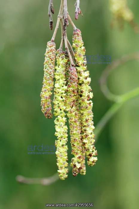 : Grey Alder - This tree is seldom seen in gardens : Grey Alder - This tree is seldom seen in gardens