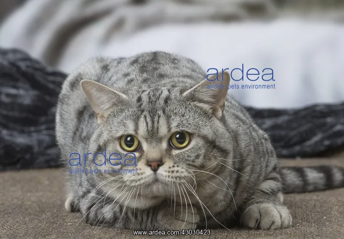  : Grey American Shorthair cat indoors