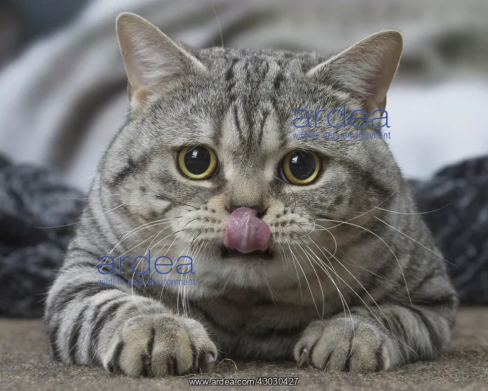 : Grey American Shorthair cat indoors : Grey American Shorthair cat indoors