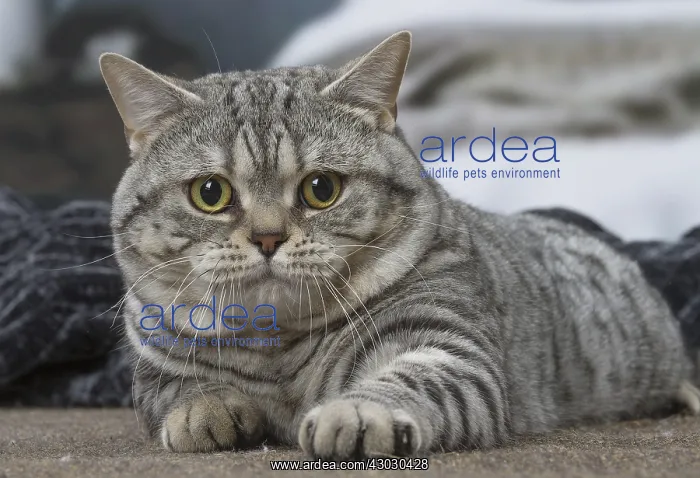 : Grey American Shorthair cat indoors : Grey American Shorthair cat indoors